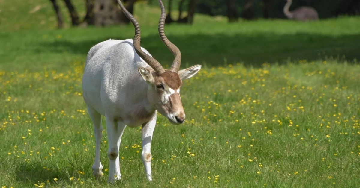 Addax