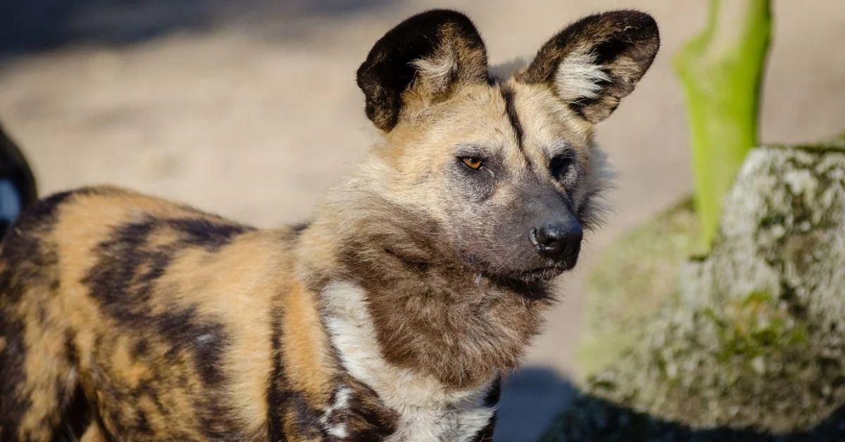 African Wild Dog