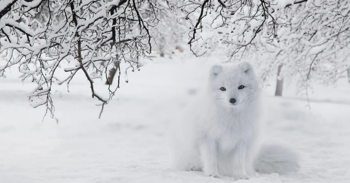 Arctic Fox