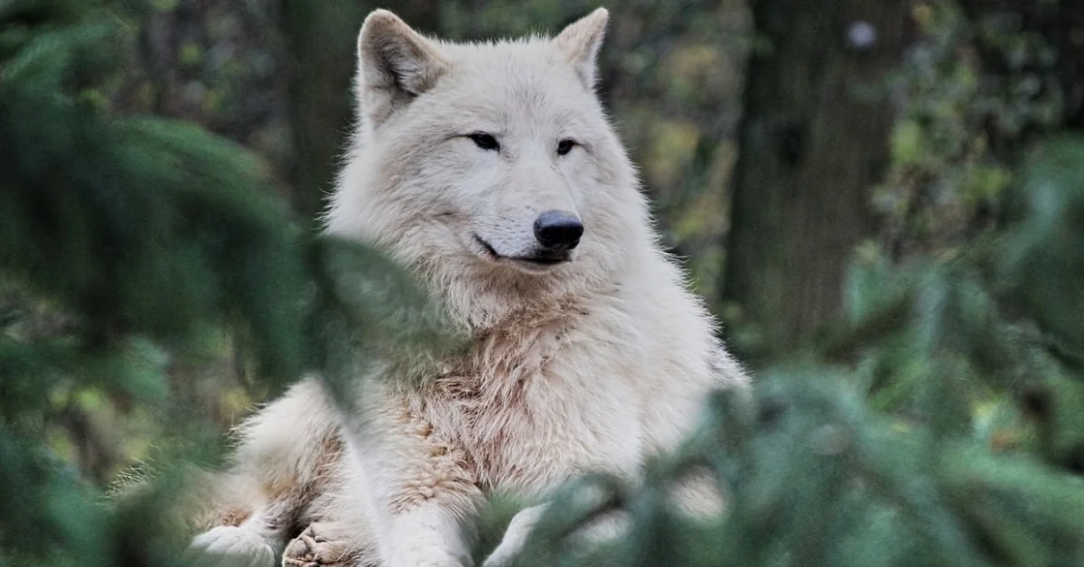 Arctic Wolf