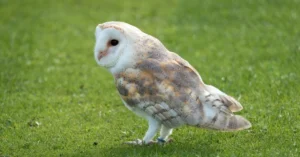 Barn Owl