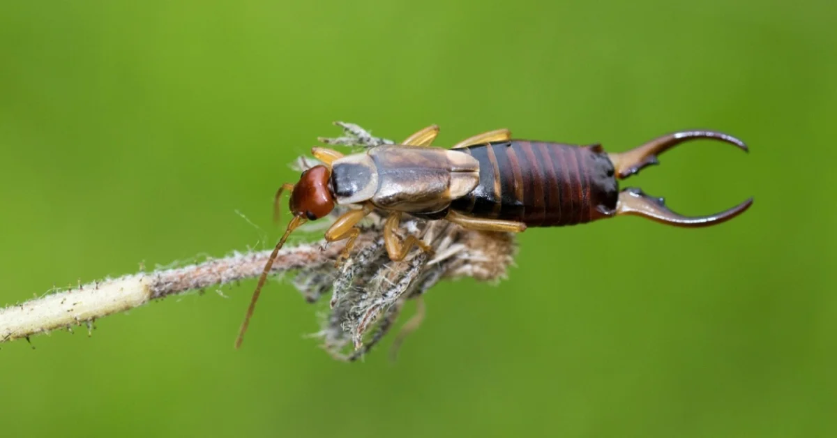 Earwig