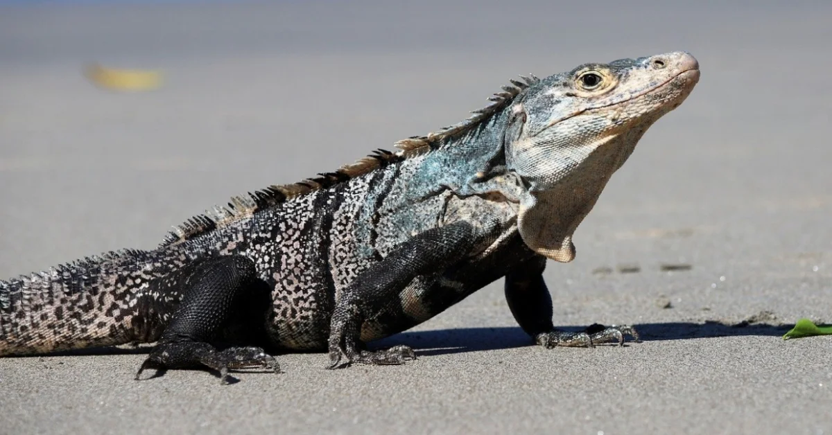 Iguana