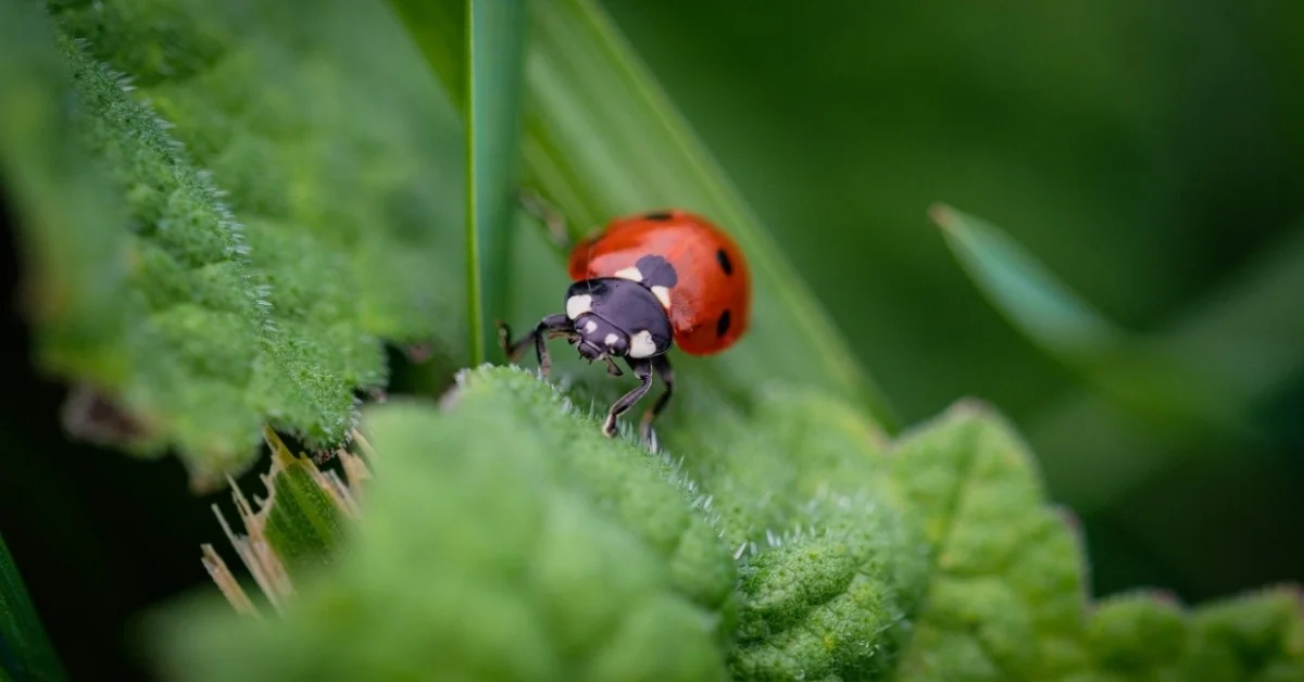 Ladybug