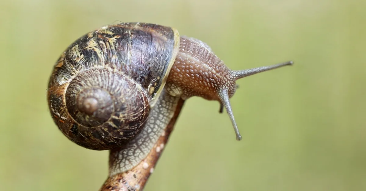 Snail