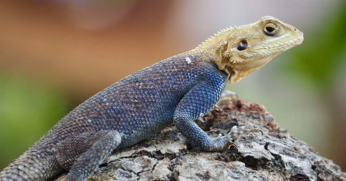 Agama Lizard