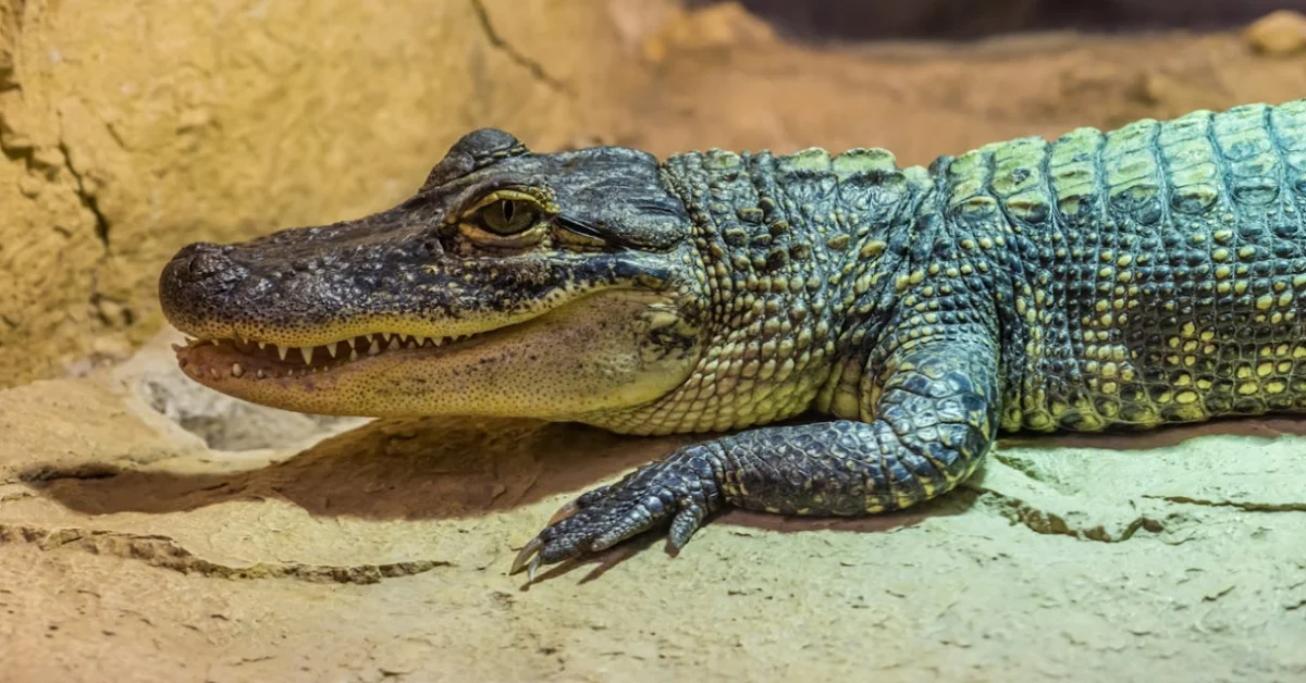 American Alligator