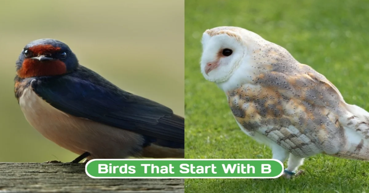 Birds That Start with B