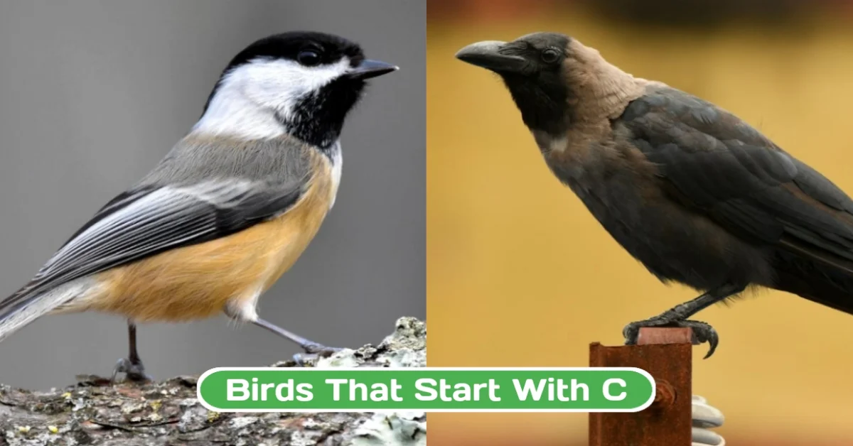 Birds That Start with C