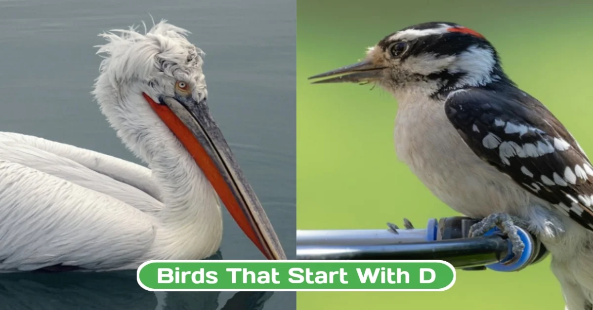 Birds That Start with D