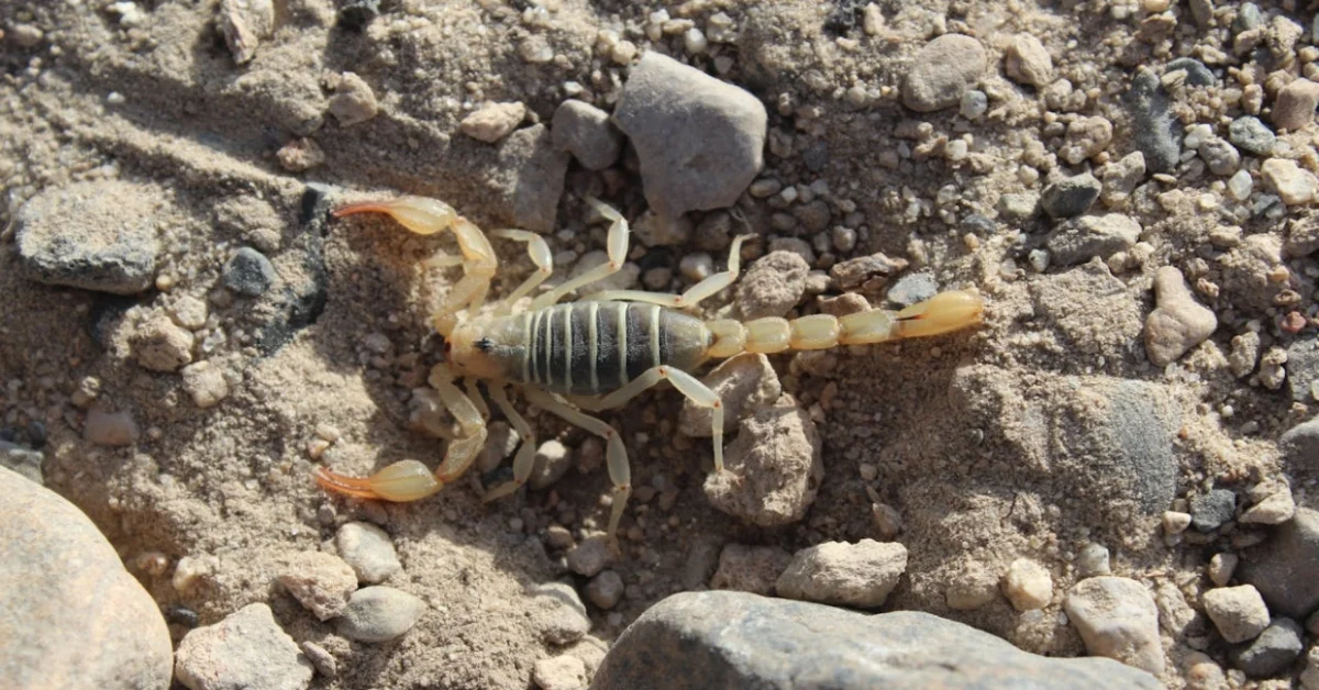 Scorpion