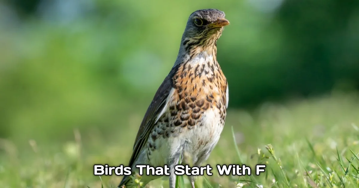 Birds That Start With F
