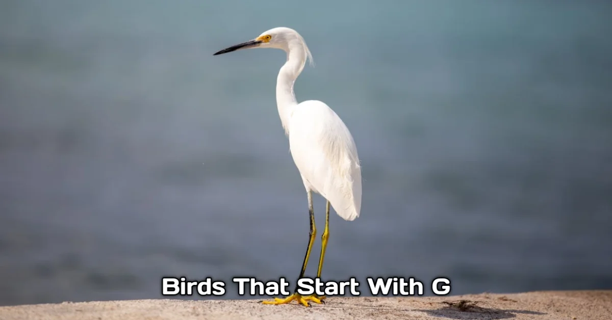 Birds That Start With G
