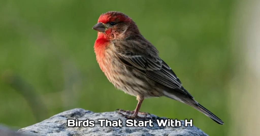 Birds That Start With H