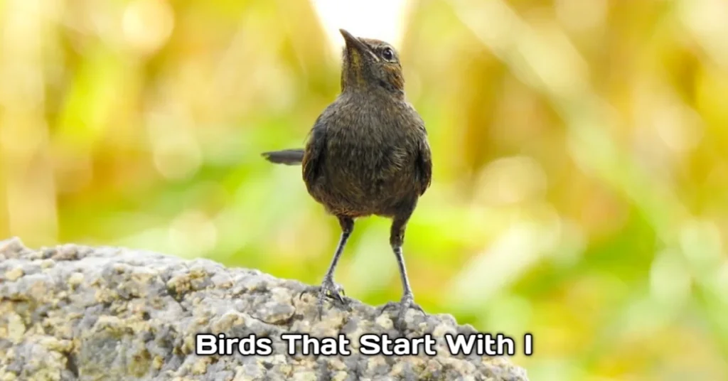Birds That Start With I