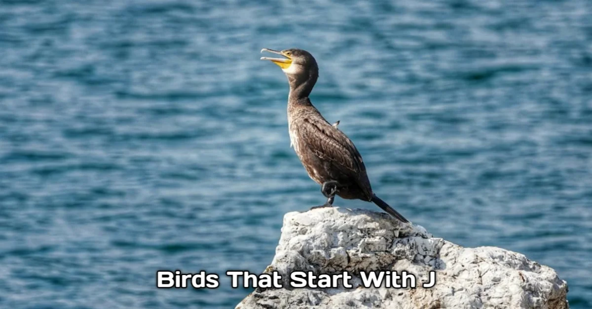Birds That Start With J