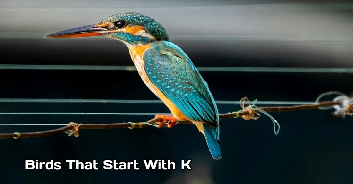 Birds That Start With K