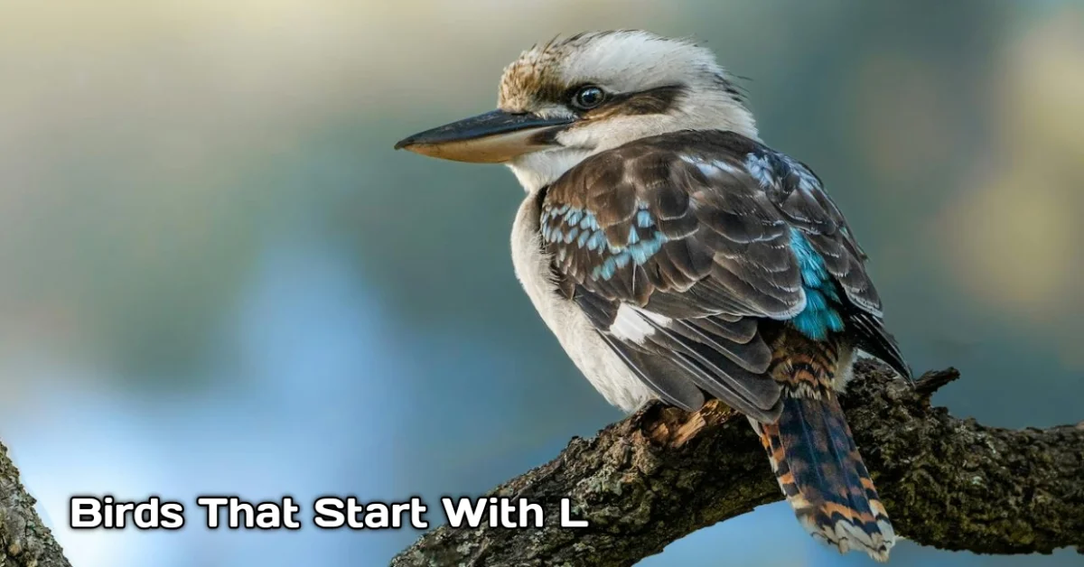 Birds That Start With L