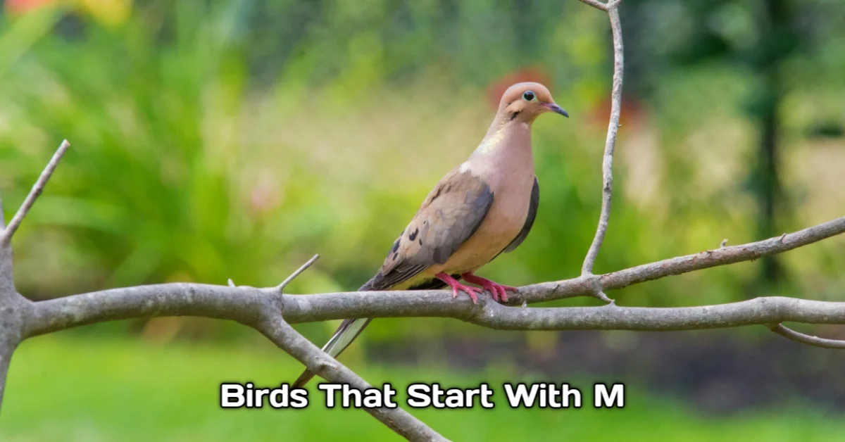 Birds That Start With M