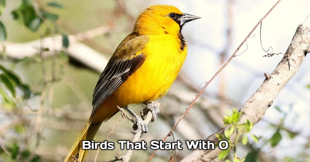 Birds That Start With O