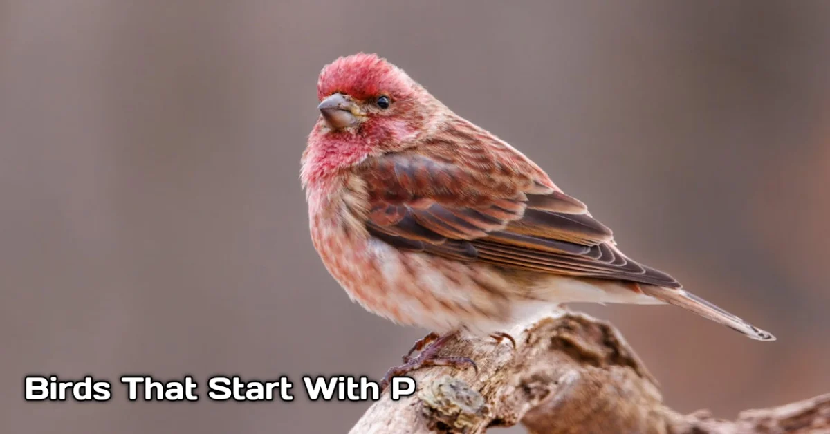 Birds That Start With P