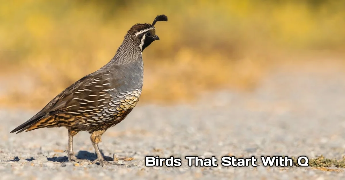 Birds That Start With Q