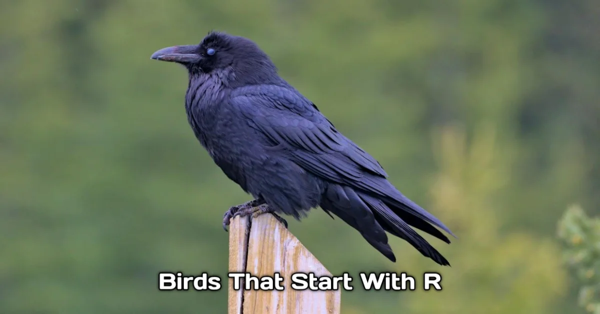 Birds That Start With R