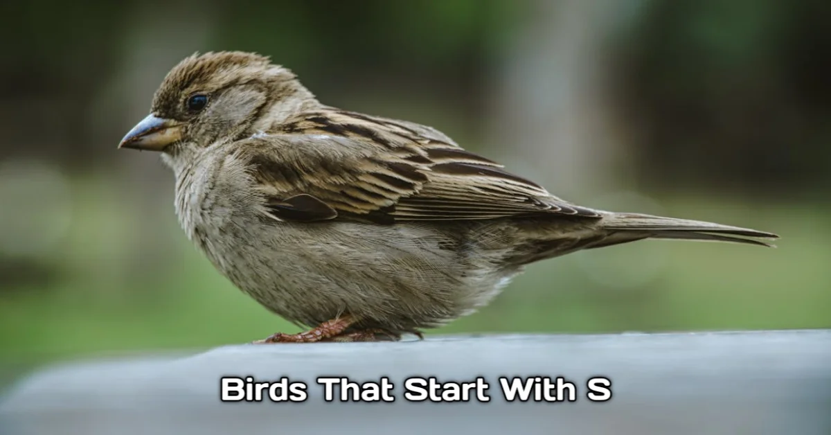 Birds That Start With S