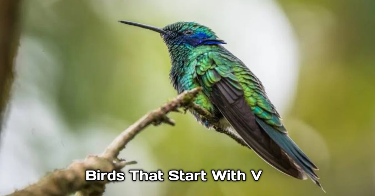 Birds That Start With V
