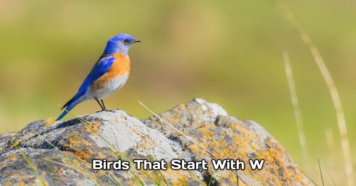 Birds That Start With W