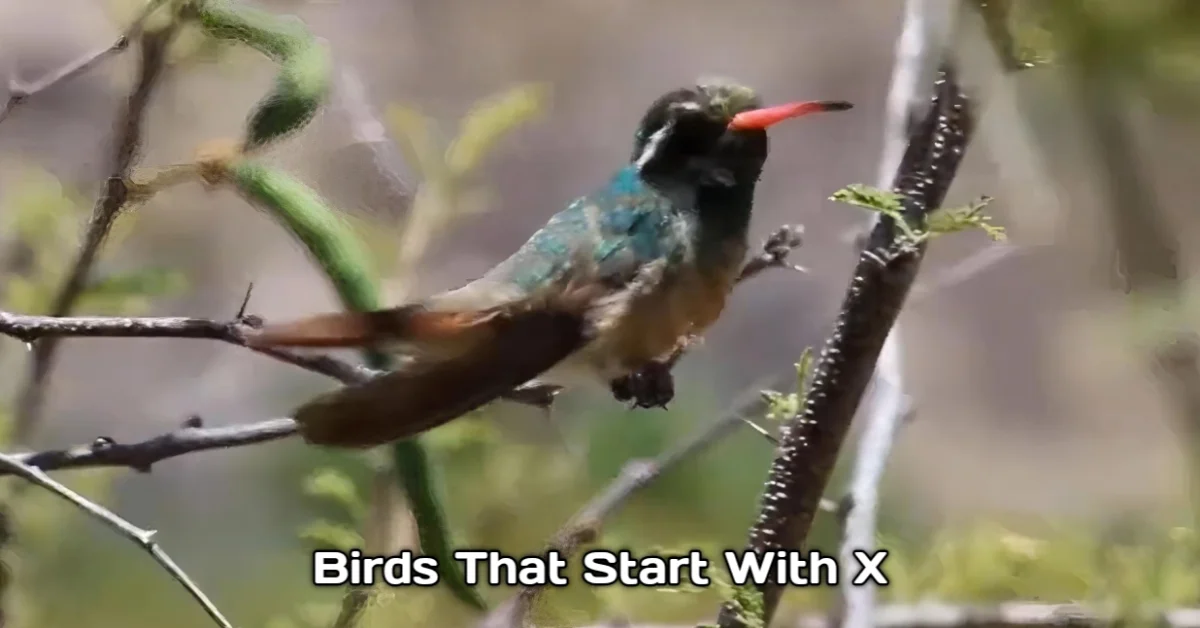 Birds That Start With X