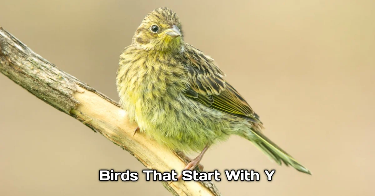 Birds That Start With Y