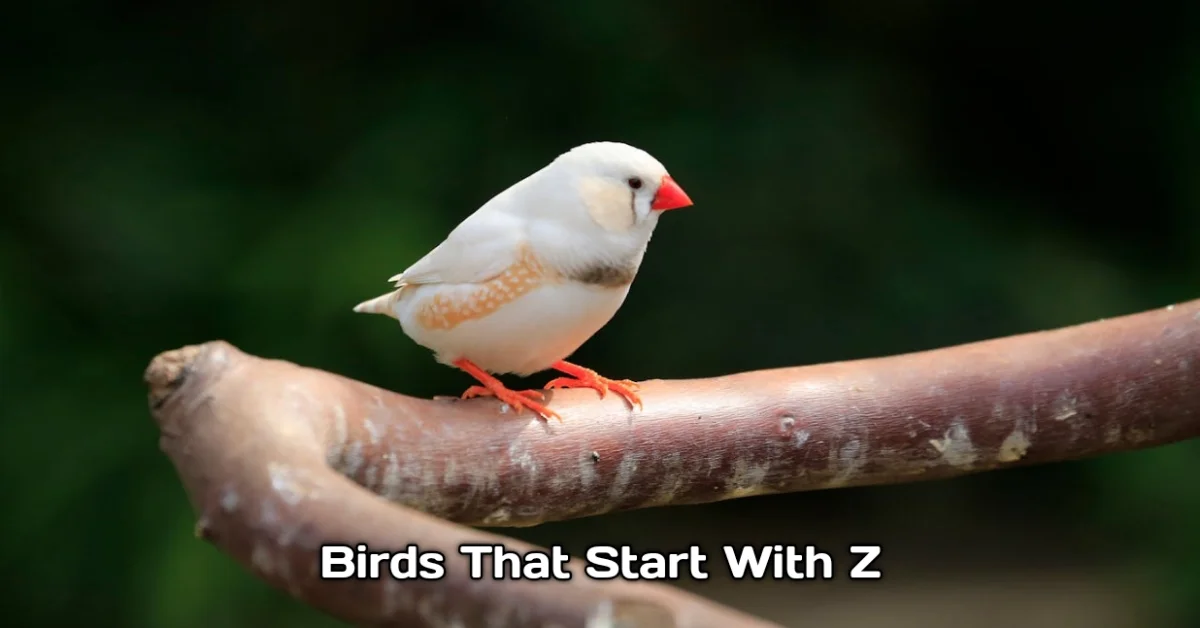 Birds That Start With Z
