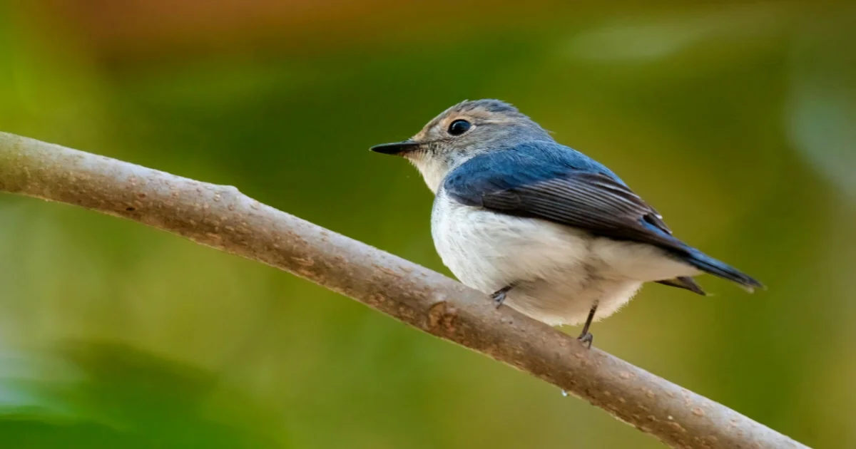 Ultramarine Flycatcher