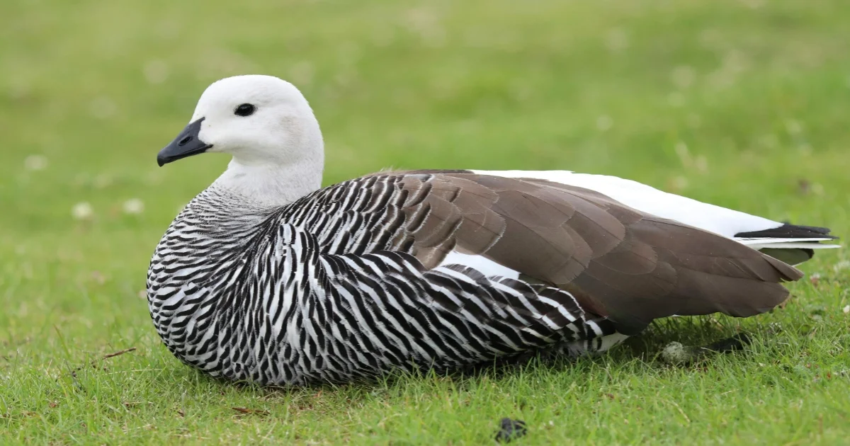 Upland Goose