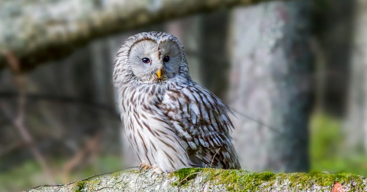 Ural Owl