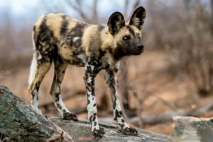 African Wild Dog