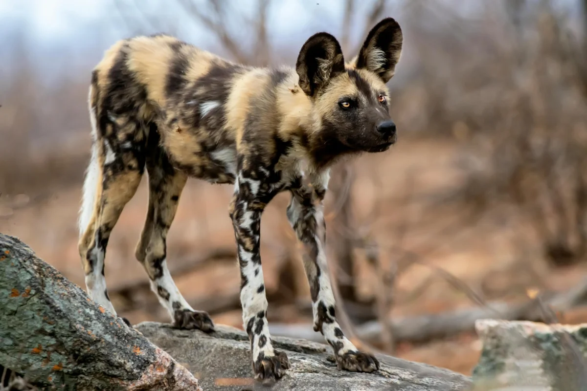 African Wild Dog