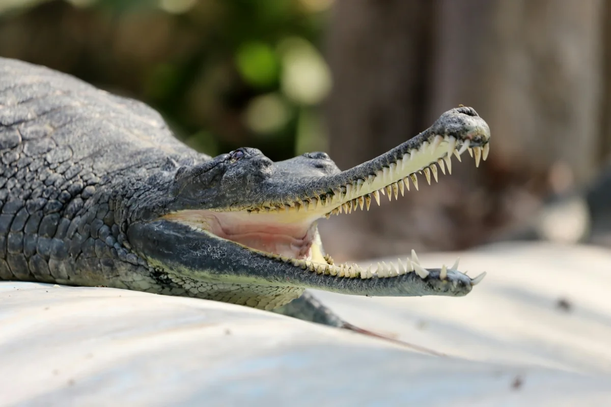 Gharial