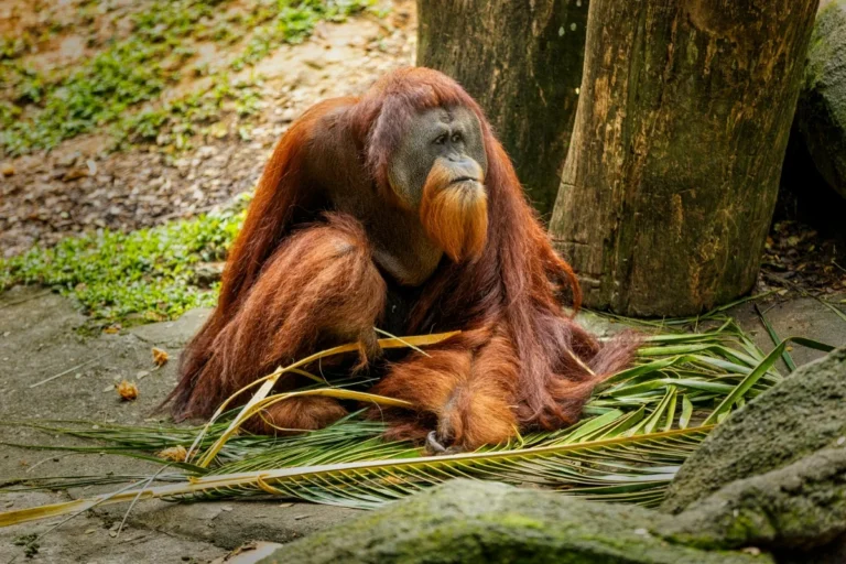 All About Sumatran Orangutan