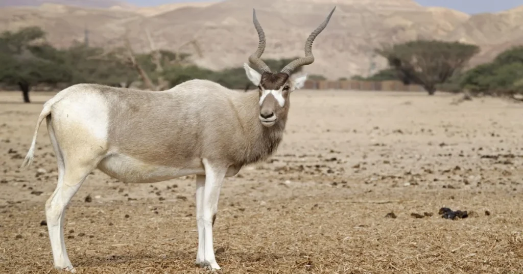 Addax Facts