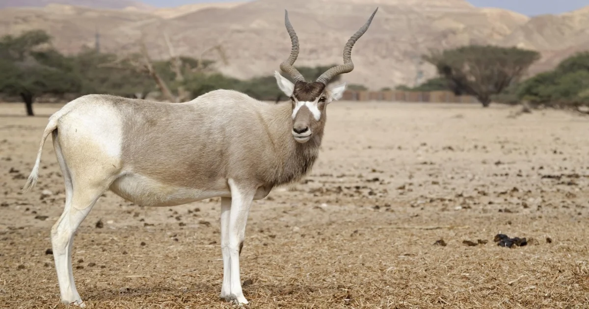 Addax Facts