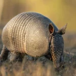 Armadillo Facts