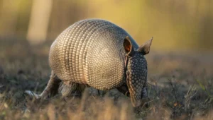 Armadillo Facts
