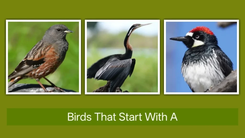 Birds That Start with A