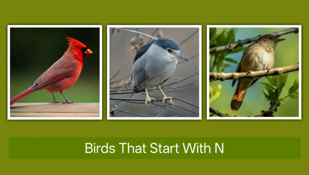 Birds That Start with N