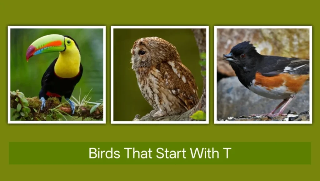 Birds That Start with T