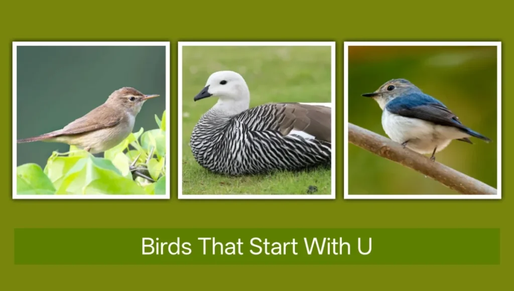 Birds That Start with U