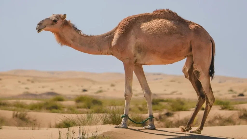 Camel Facts