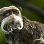 Emperor Tamarin Facts
